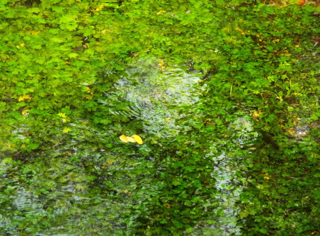 Pianta sommersa: cfr. Berula erecta / Sedanina d''acqua (Apiaceae)